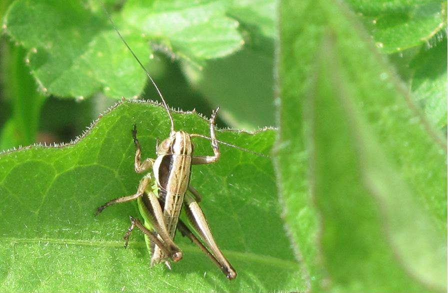 Ninfa di Pholidoptera sp.